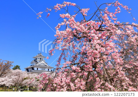 [Shiga Prefecture] Nagahama Castle tower and cherry blossoms in full bloom on a clear day (Toyo Park) 122207173