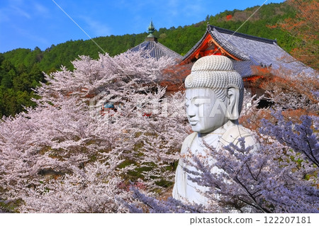 [奈良縣]櫻花盛開的坪坂寺（櫻花大佛） 122207181