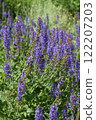 紫水晶鼠尾草與紫色的花朵 122207203