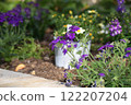 春天花壇裡盛開的紫色三色堇花 122207204