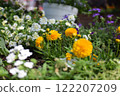 黃花 122207209