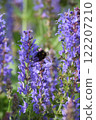 一隻蜜蜂在薰衣草田裡採集花蜜 122207210