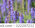 蜜蜂在薰衣草田裡飛翔 122207212