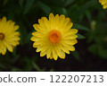 黃色大麗花 122207213
