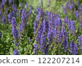 紫色的花朵正在盛開 122207214
