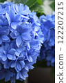 藍色繡球花 122207215