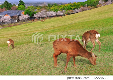 [奈良縣]若草山的鹿、櫻花、東大寺 122207220