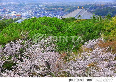 [奈良縣]從若草山看到盛開的櫻花和東大寺 122207222