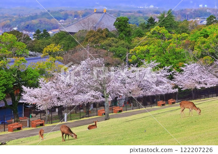 [奈良縣]若草山的鹿、櫻花、東大寺 122207226