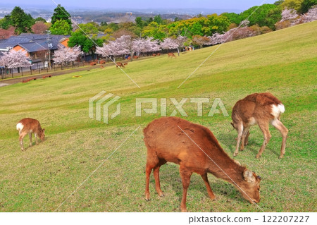 [奈良縣]若草山的鹿、櫻花、東大寺 122207227