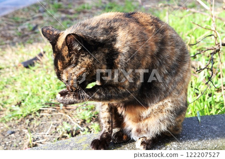 Cat grooming Cat grooming 122207527