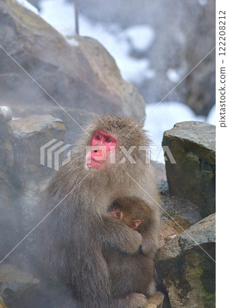 A monkey on a hot spring 122208212