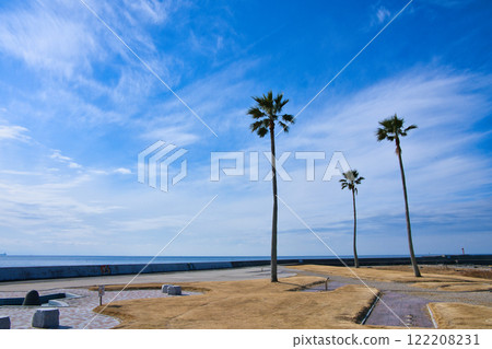Clear blue sky and palm trees swaying in the wind on the coast 122208231