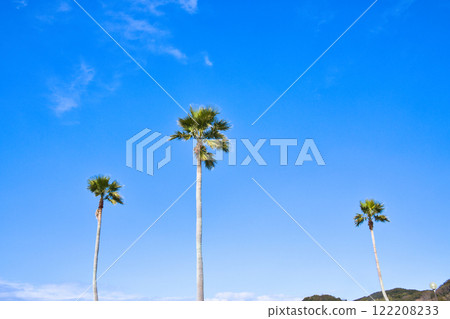 Clear blue sky and palm trees swaying in the wind on the coast Clear blue sky and palm trees swaying in the wind on the coast 122208233