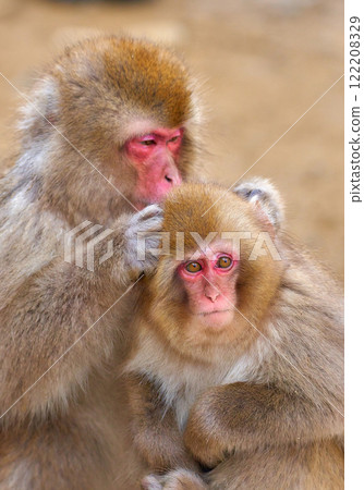 兩隻猴子擁抱 122208329