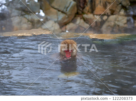 Japanese monkeys in hot springs 122208373