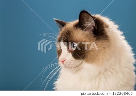 Studio portrait of a domestic Ragdoll cat Studio portrait of a domestic Ragdoll cat 122208465
