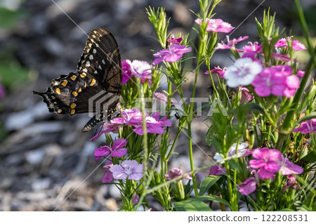 Butterfly Butterfly 122208531