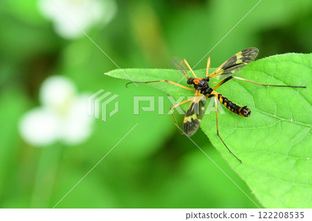 A crane fly resting on a leaf A crane fly resting on a leaf 122208535