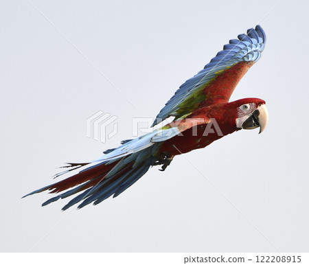 red macaw fly on sky in good day 122208915