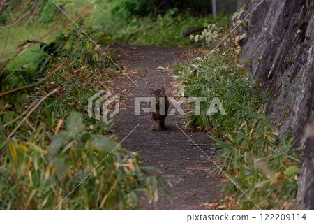 Cat on the mountain path 122209114