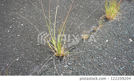 從地面裂縫中生長的植物 從地面裂縫中生長的植物 122209204