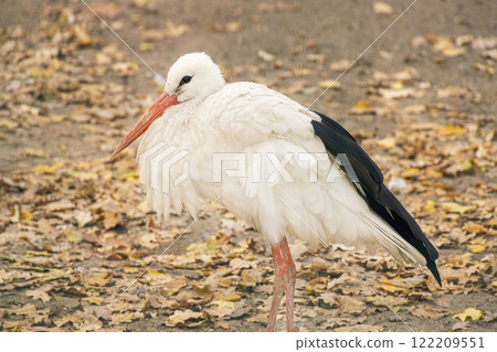 white stork in the city park 122209551
