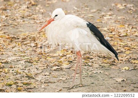 white stork in the city park white stork in the city park 122209552