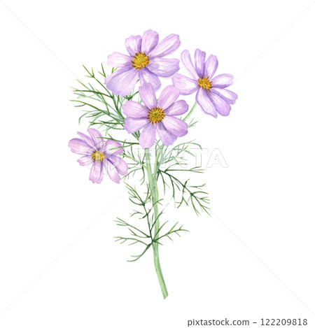 Watercolor pink cosmos flower branch illustration isolated background. Cosmea flowers with leaves on stem. Floral summer, autumn element for design of wedding bouquet, birthday greeting cards. 122209818