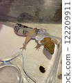 豹紋壁虎蛻皮 122209911