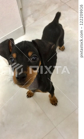 Miniature Pinscher looking up Miniature Pinscher looking up 122209916