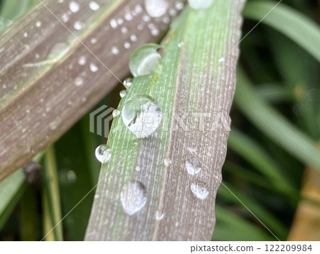 Water drop of morning dew Water drop of morning dew 122209984