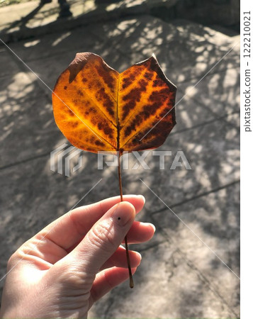 Hand holds a heart-shaped tree leaf through which beautiful sunlight passes, illuminating the texture of the leaf. 122210021