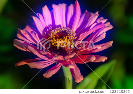 A large head of a red cynium flower on a green background. Floral background with glow. 122210265