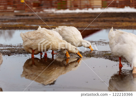 Duck gracefully submerges its head into the water, showcasing its elegant movements on farm Duck gracefully submerges its head into the water, showcasing its elegant movements on farm 122210366