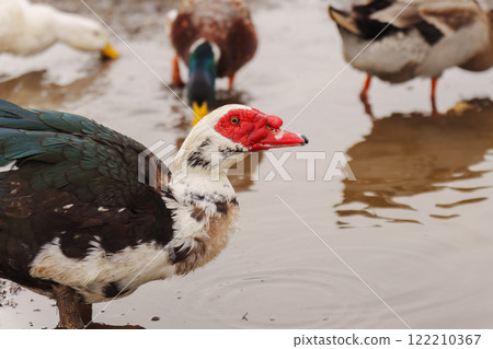 Muscovy duck with a striking red beak, showcasing its unique and vibrant feature in a farm setting. Muscovy duck with a striking red beak, showcasing its unique and vibrant feature in a farm setting. 122210367