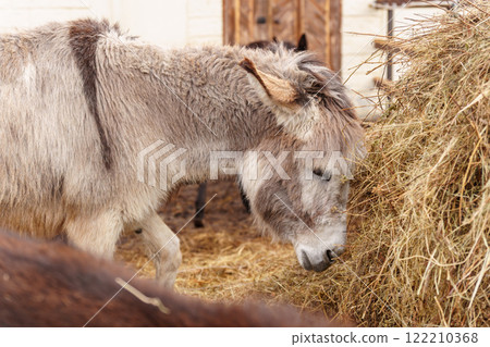 Donkey feeds on hay, showcasing its strength and elegance in the peaceful setting. Donkey feeds on hay, showcasing its strength and elegance in the peaceful setting. 122210368