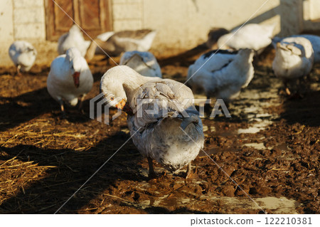 Geese foraging in a muddy field under warm sunlight during the afternoon 122210381