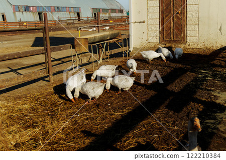 In a vibrant farmyard, a group of geese eagerly pecks at the ground, searching for snacks among the rich soil. 122210384