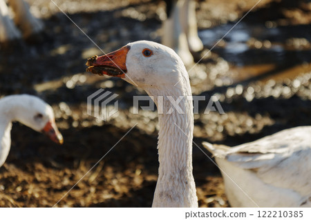 A beautiful white goose grazes in a sunlit farmyard, surrounded by earthy tones and natural textures. A beautiful white goose grazes in a sunlit farmyard, surrounded by earthy tones and natural textures. 122210385