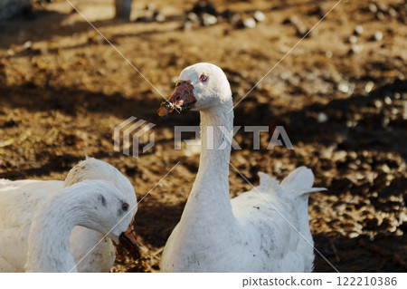 Geese foraging in a sunlit farmyard during early morning hours fosters a serene rural atmosphere Geese foraging in a sunlit farmyard during early morning hours fosters a serene rural atmosphere 122210386