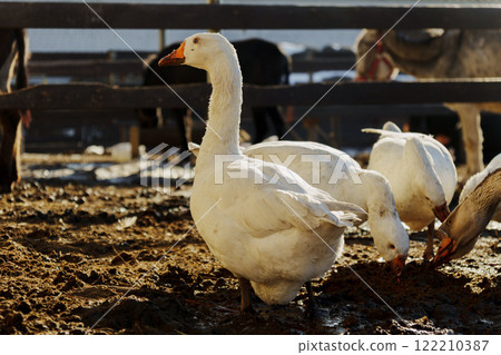 Geese foraging in a sunlit farmyard during early morning hours fosters a serene rural atmosphere Geese foraging in a sunlit farmyard during early morning hours fosters a serene rural atmosphere 122210387