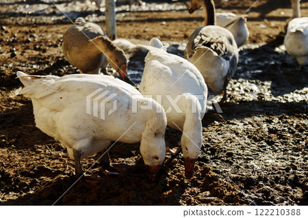 Geese foraging together in a sunlit farmyard setting, showcasing their natural behavior during the late afternoon 122210388