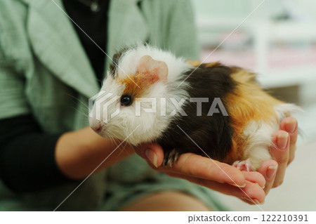 Friendly guinea pig enjoys a lazy afternoon in a warm home environment Friendly guinea pig enjoys a lazy afternoon in a warm home environment 122210391