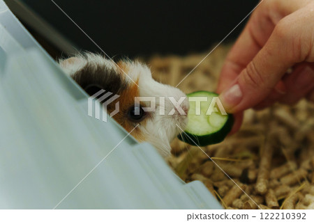 In a cozy corner, a curious guinea pig peeks out of its shelter, excitedly reaching for a refreshing cucumber In a cozy corner, a curious guinea pig peeks out of its shelter, excitedly reaching for a refreshing cucumber 122210392