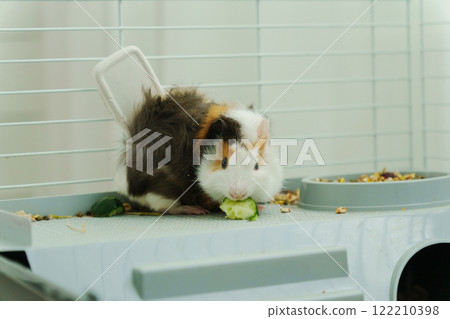 Guinea pig peeks out of its cozy habitat while enjoying a refreshing slice of cucumber in the early 122210398