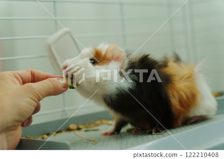 Gentle hand offers a crisp slice of cucumber, the inquisitive guinea pig emerges, savoring the refreshing treat with delight Gentle hand offers a crisp slice of cucumber, the inquisitive guinea pig emerges, savoring the refreshing treat with delight 122210408