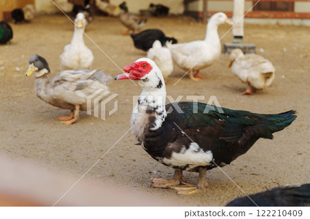 Muscovy duck with black and white feathers gracefully stands, showcasing its vibrant red beak in a farm setting. Muscovy duck with black and white feathers gracefully stands, showcasing its vibrant red beak in a farm setting. 122210409