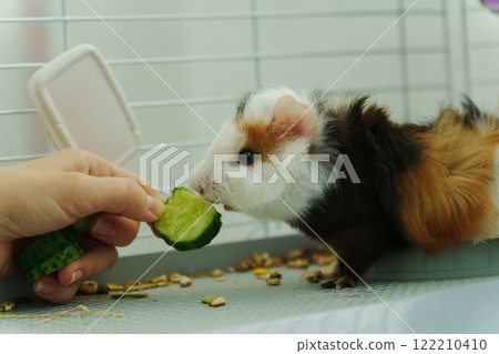 Guinea pig peeks out of its cozy habitat while enjoying a refreshing slice of cucumber in the early Guinea pig peeks out of its cozy habitat while enjoying a refreshing slice of cucumber in the early 122210410