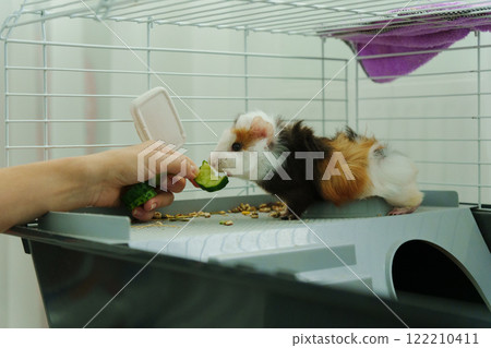 Guinea pig peeks out of its cozy habitat while enjoying a refreshing slice of cucumber in the early 122210411